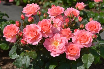 Naklejka premium Beautiful Pink Roses Blooming in Garden Bush