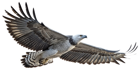 Naklejka premium Harpy Eagle PNG – Realistic Flying Exotic Raptor on Transparent Background