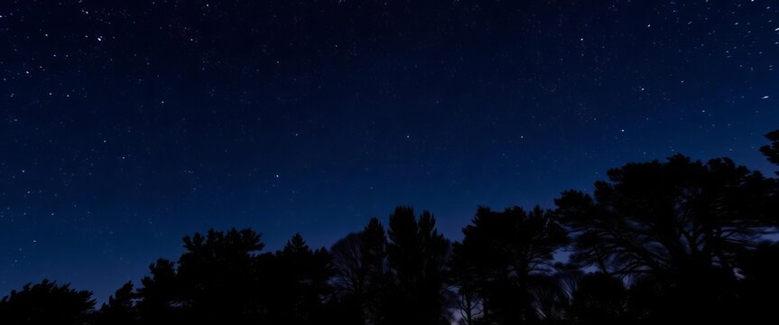 Dark, star-studded sky above silhouetted trees,  trees,  leaves