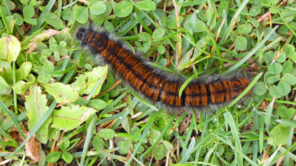 caterpillar from blackberry moth