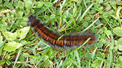 caterpillar from blackberry moth