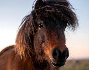 Close-up of a brown pony