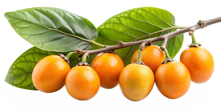 A vibrant branch of diospyros discolor fruits isolated on transparent background, showcasing their orange hue, smooth skin, and lush green leaves, a taste of tropical delight