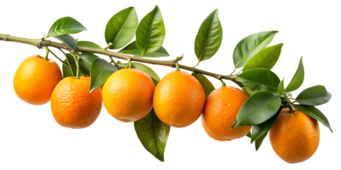 Orange branch isolated on transparent background, showcasing vibrant oranges and lush green leaves, capturing the essence of freshness and the natural beauty of citrus fruits