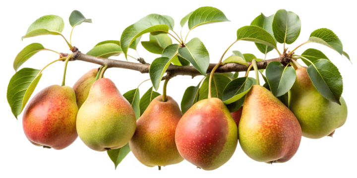 A branch adorned with ripe pears, their skins displaying a blend of green, yellow, and red hues, complemented by lush green leaves, isolated on transparent background
