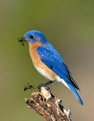 Bluebird with insect on branch