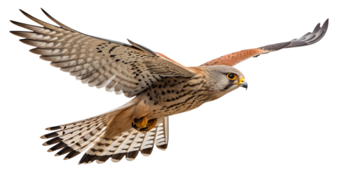 Kestrel PNG – Realistic Flying Small Falcon on Transparent Background