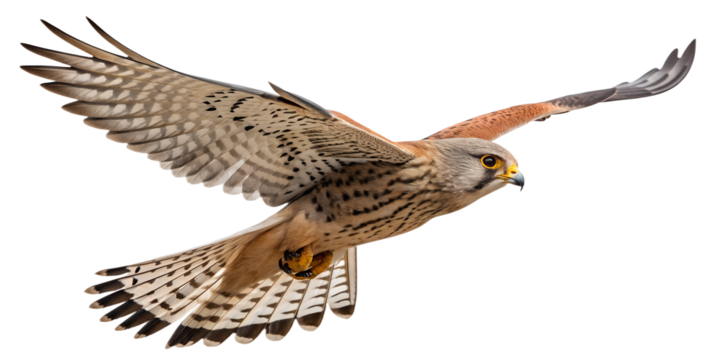Kestrel PNG – Realistic Flying Small Falcon on Transparent Background