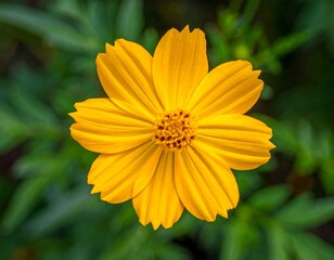 Obraz premium Close-up of a vibrant yellow flower (2)