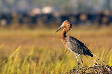 Dark-morph Reddish Egret balancing on driftwood holding a stick