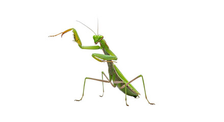 Green praying mantis stands on a white background with its forelegs raised.