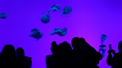 鮮やかにライトアップされた漂うクラゲとそれを見たり撮影したりする人々