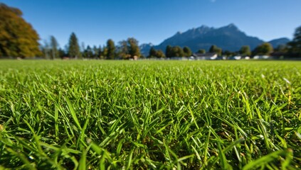 Lush green grass field stretches towards a backdrop of mountains on a bright day.