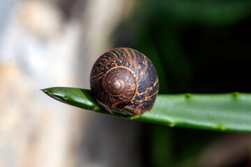 A Garden Snail (Cornu aspersum) resting on an Aloe vera leaf