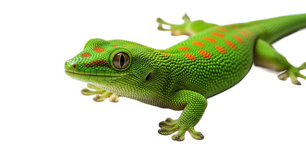 Naklejka premium Green gecko lizard with orange spots on white background close-up.