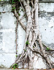 Roots climbing a weathered wall