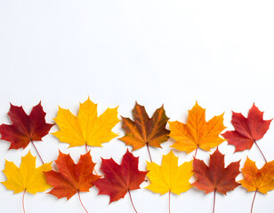 Colorful Maple Leaves Arranged on White Background for Seasonal Decor
