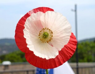 Close-up of a white poppy with red edges