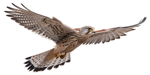 Fototapeta premium estrel PNG – Realistic Flying Small Falcon on Transparent Background