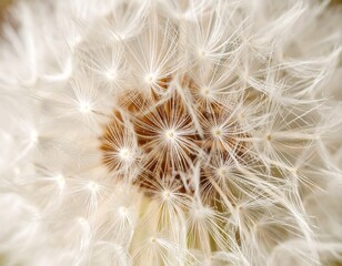 Fototapeta premium Close-up of a dandelion seed head