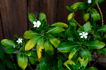 White Madagascar periwinkle (Catharanthus roseus) flowers