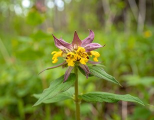 Close-up of a wildflower with yellow and purple petals