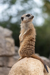 SURICATO - MEERKAT looks out from a rock.