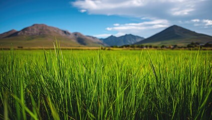 A vibrant field of lush green grass stretches towards a backdrop of distant mountains under a clear blue sky.