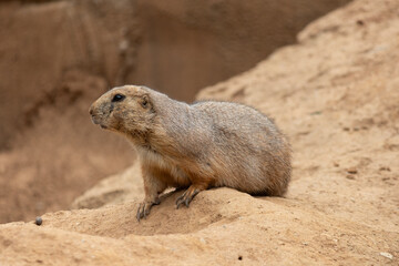 Coda nero cane della prateria, prairie dog