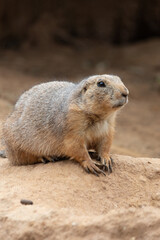 Coda nero cane della prateria, prairie dog