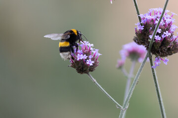 Un Bumblebee alimentazione su un Allium fiore - BUMBLEBEE
