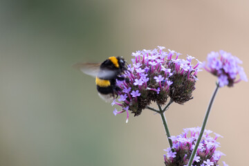 Un Bumblebee alimentazione su un Allium fiore - BUMBLEBEE