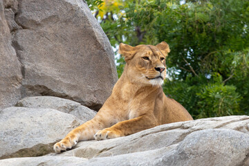 Leonessa (Panthera leo), seduta su una roccia, lioness