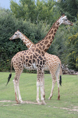 giraffes - Giraffes in the Turin Park