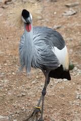 Ritratto di un Grey Crowned Crane (Balearica regulorum)