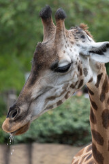 close-up of a giraffe park italy
