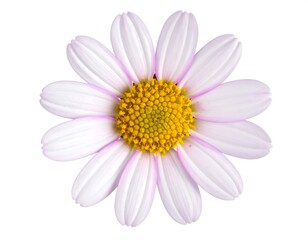 Close-up of a delicate, pale pink daisy