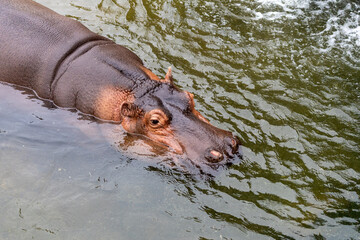 hippopotamus in the water of the Italian park