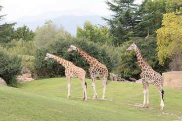 giraffes - Giraffes in the Turin Park