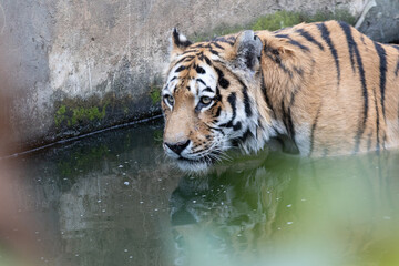 BENGAL TIGER IN WATER Panthera tigris