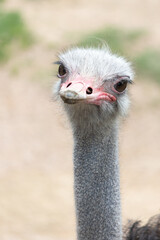 close-up struzzo - ostrich Comune testa di struzzo