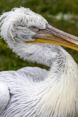 close-up (Pelecanus philippensis) o pellicano grigio