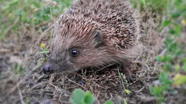 Cute hedgehog sniffs smells. Erinaceus europaeus, also known as European hedgehog or common hedgehog