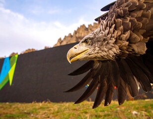 Close-up of an eagle in flight