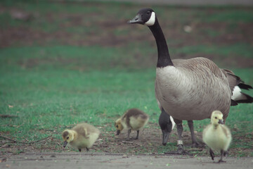 mother Canada goose and her cute newborn children
