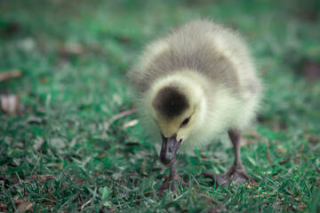 Obraz premium cute newborn Canada goose gosling waddling around