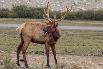 caribout on the side of the road