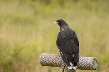 black falcon on a perch