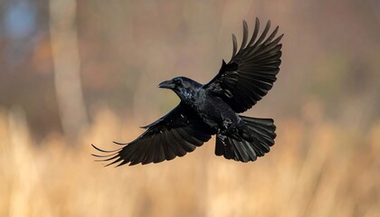 A black crow in flight against a soft, out-of-focus background