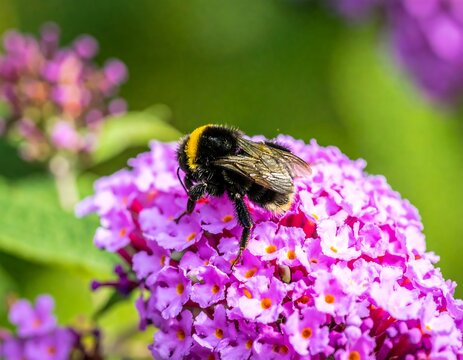 Close-up of bee on vibrant purple flower